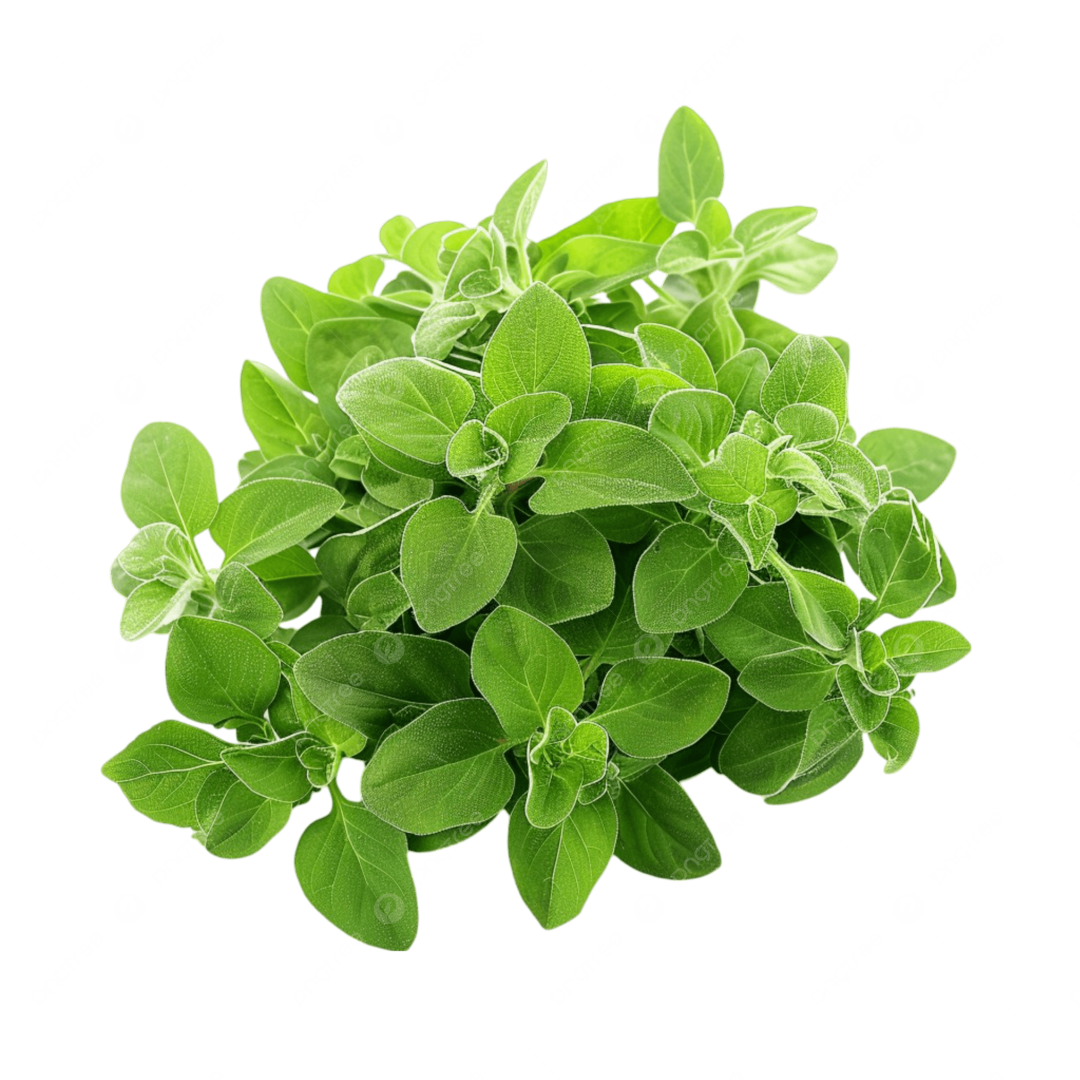 AAA FRESH OREGANO 50G